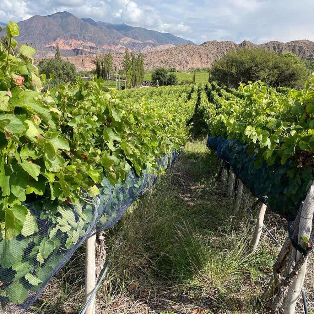 Viñedos de Bodega Fernando Dupont